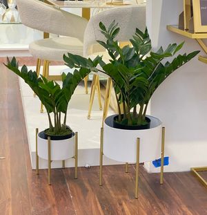 DECORAÇÃO DE ZAMIOCULCAS 23X23X50 CM - 592-312257